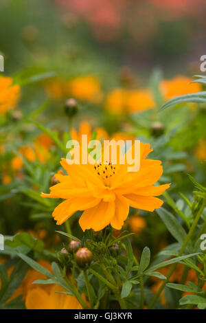 Cosmos sulphureus 'Cosmic Orange' dans un jardin anglais. Banque D'Images