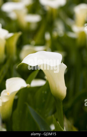 Zantedeschia 'Flirt' blanc à l'extérieur de plus en plus. Banque D'Images