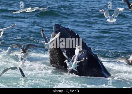 Baleine à bosse qui montre de plongée durant l'alimentation fluke Banque D'Images