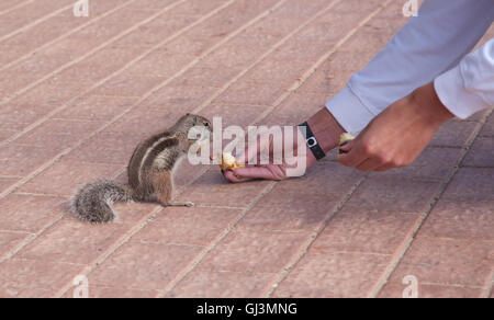 Drôle chipmunk animal avec femme de l'île de Fuerteventura, Espagne Banque D'Images