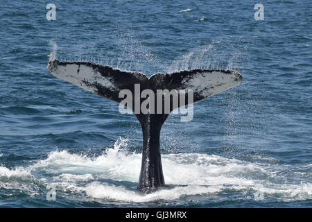 Les baleines à bosse au large de la côte du Massachusetts au cours dive montrant les flets Banque D'Images