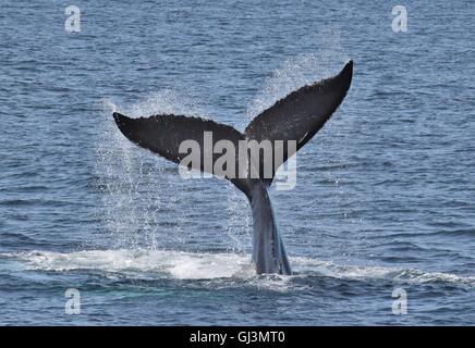 Les baleines à bosse au large de la côte du Massachusetts au cours dive montrant les flets Banque D'Images