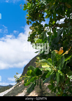 L'anacarde dh Caraïbes Flore Arbre Branche de fleurs de noix de cajou Banque D'Images