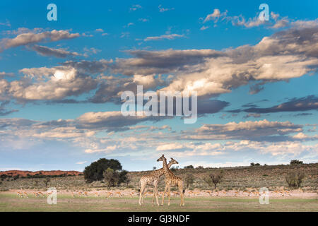 Les Girafes (Giraffa camelopardalis) dans le lit de la rivière Auob comme pluie nuages recueillir, Kgalagadi Transfrontier Park, Afrique du Sud Banque D'Images