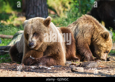 Ours brun (Ursus arctos),couché, la détente au soleil dans une forêt finlandaise Banque D'Images