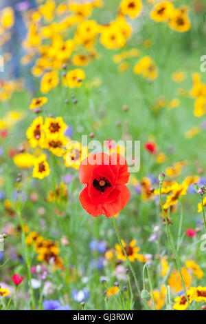 Coquelicot rouge jaune fleurs Coreopsis Papaver rhoeas Fleur et Golden Tickseed ou Calliopsis Coreopsis tinctoria Meadow fleurs mélangées plante de fleurs sauvages Banque D'Images