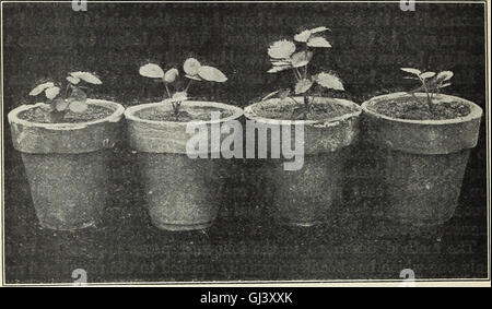 Un guide agricole de 1911 discutant des techniques de semis-inarch et de plantes-nourricières pour la multiplication des plantes, en se concentrant sur leurs applications pratiques en horticulture. Banque D'Images