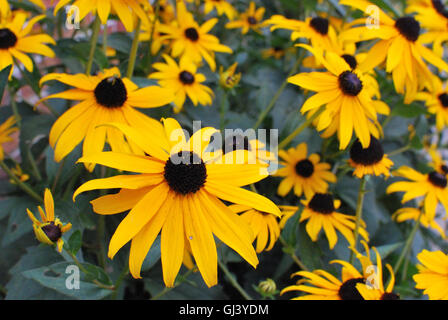 Black-eyed susan, blackeyed Susans, close-up (Rudbeckia hirta) Banque D'Images