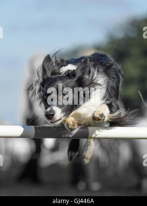 Le château de Rockingham, Corby, Northamptonshire, Angleterre. 12Th Aug 2016. L'un des compétiteurs saute un obstacle au cours de l'agility pour les chiens concours international organisé par le Kennel Club au château de Rockingham, Corby, le jeudi 12 août, 2016 ; plus de deux mille chiens ont pris part à la compétition. Credit : miscellany/Alamy Live News Banque D'Images