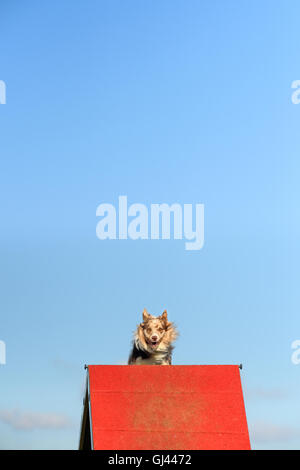 Le château de Rockingham, Corby, Northamptonshire, Angleterre. 12Th Aug 2016. Un candidat monte le haut conseil au cours de l'agility pour les chiens du concours international organisé par le Kennel Club au château de Rockingham, Corby, le jeudi 12 août, 2016 ; plus de deux mille chiens ont pris part à la compétition. Credit : miscellany/Alamy Live News Banque D'Images