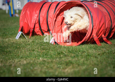 Le château de Rockingham, Corby, Northamptonshire, Angleterre. 12Th Aug 2016. Un concurrent saute dans le tunnel pendant le salon international de l'agility pour les chiens du concours organisé par le Kennel Club au château de Rockingham, Corby, le jeudi 12 août, 2016 ; plus de deux mille chiens ont pris part à la compétition. Credit : miscellany/Alamy Live News Banque D'Images