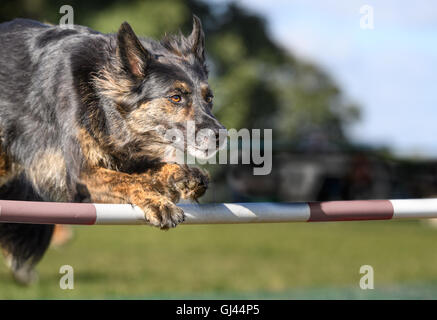 Le château de Rockingham, Corby, Northamptonshire, Angleterre. 12Th Aug 2016. L'un des compétiteurs saute un obstacle au cours de l'agility pour les chiens concours international organisé par le Kennel Club au château de Rockingham, Corby, le jeudi 12 août, 2016 ; plus de deux mille chiens ont pris part à la compétition. Credit : miscellany/Alamy Live News Banque D'Images