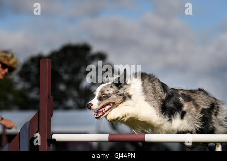 Le château de Rockingham, Corby, Northamptonshire, Angleterre. 12Th Aug 2016. L'un des compétiteurs saute un obstacle au cours de l'agility pour les chiens concours international organisé par le Kennel Club au château de Rockingham, Corby, le jeudi 12 août, 2016 ; plus de deux mille chiens ont pris part à la compétition. Credit : miscellany/Alamy Live News Banque D'Images