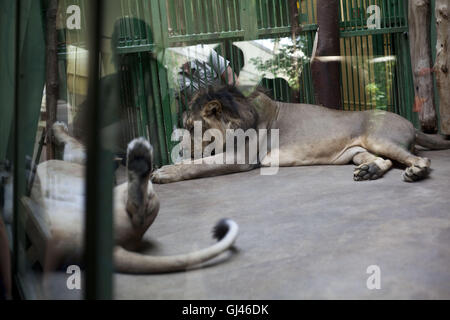 Prague, République tchèque. 29 juillet, 2016. Le zoo de Troja Prague.zoo de Prague est dit être l'un des meilleurs en Europe. Il a été ouvert en 1931 avec l'objectif de ''Promouvoir l'étude de la zoologie, de la protection des espèces sauvages, et d'éduquer le public'' dans le quartier de Troja dans le nord de Prague. Le zoo de Troja abrite environ 4 200 animaux qui représentent près de 650 espèces, dont 132 espèces inscrites comme étant menacées, Prague, République tchèque. © Veronika Lukasova/ZUMA/Alamy Fil Live News Banque D'Images