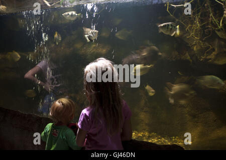 Prague, République tchèque. 29 juillet, 2016. Le zoo de Troja Prague.zoo de Prague est dit être l'un des meilleurs en Europe. Il a été ouvert en 1931 avec l'objectif de ''Promouvoir l'étude de la zoologie, de la protection des espèces sauvages, et d'éduquer le public'' dans le quartier de Troja dans le nord de Prague. Le zoo de Troja abrite environ 4 200 animaux qui représentent près de 650 espèces, dont 132 espèces inscrites comme étant menacées, Prague, République tchèque. © Veronika Lukasova/ZUMA/Alamy Fil Live News Banque D'Images