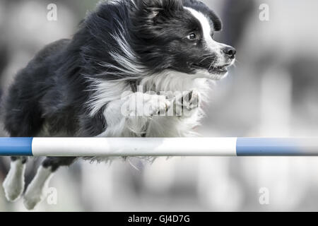Le château de Rockingham, Northamptonshire, Angleterre. 13e Août 2016. Un chien énergique s'attaque à l'un des obstacles à la concurrence internationale l'agilité au château de Rockingham le samedi 13 août 2016. Credit : miscellany/Alamy Live News Banque D'Images