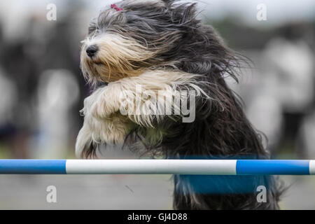 Le château de Rockingham, Northamptonshire, Angleterre. 13e Août 2016. Un chien énergique s'attaque à l'un des obstacles à la concurrence internationale l'agilité au château de Rockingham le samedi 13 août 2016. Credit : miscellany/Alamy Live News Banque D'Images