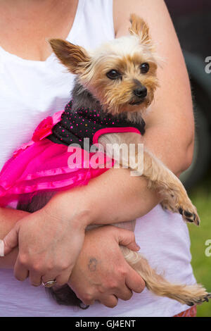 Burley, Hampshire, Royaume-Uni. 13e Août 2016. Woman holding dog habillée d'une robe de fée à la nouvelle forêt conte Festival à Burley en août. Credit : Carolyn Jenkins/Alamy Live News Banque D'Images
