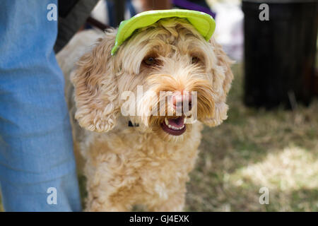 Blisworth, Northamptonshire 13 août 2016. Festival du canal Blisworth, le Grand Union Canal. Un chien portant un parasol alors que c 'est bien enjoysthe oner temps chaud au cours de la première journée du festival qui se passe durant la fin de semaine. Le Festival est organisé par l'Association Canal Blisworth, organisation à but non lucratif. Credit : Keith J Smith./Alamy Live News Banque D'Images