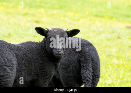 Jeune noir avec de petites cornes d'agneau regardant fixement en arrière l'appareil photo Banque D'Images
