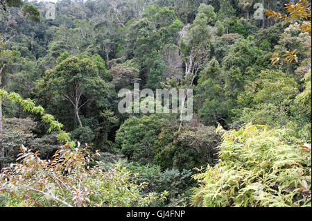 Tree Tops Voir Madagascar Banque D'Images