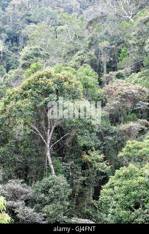 Tree Tops Voir Madagascar Banque D'Images