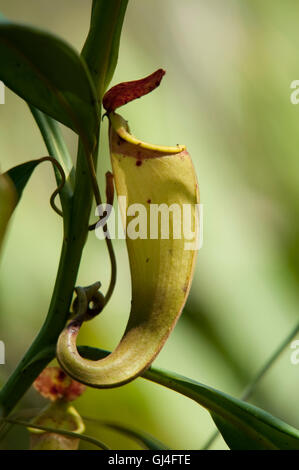 Sarracénie Nepenthes madagascanensis Madagascar Banque D'Images