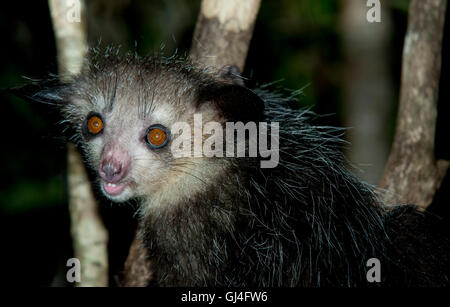 Aye-aye Daubentonia madagascariensis Banque D'Images