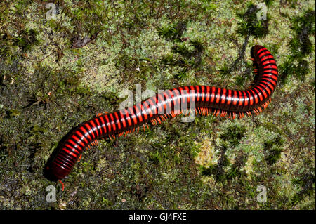 Aphistogoniulus Corallipes Millipèdes feu géant Madagascar Banque D'Images