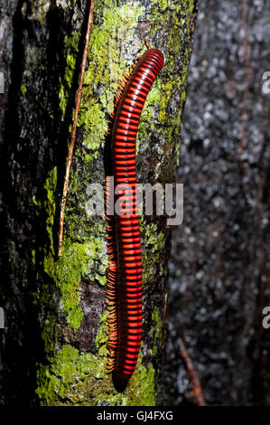 Aphistogoniulus Corallipes Millipèdes feu géant Madagascar Banque D'Images