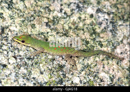 Gecko Phelsuma madagascariensis jour Madagascar Banque D'Images