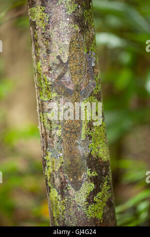 Feuilles moussus Uroplatus sikorae gecko à queue Banque D'Images