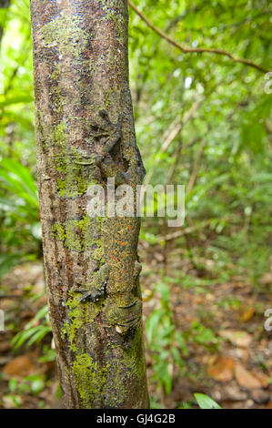 Feuilles moussus Uroplatus sikorae gecko à queue Banque D'Images