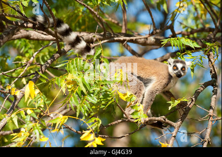 Ring Tailed Lemur Lemur catta Madagascar Banque D'Images