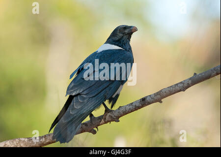 Pied Crow Corvus albus Madagascar Banque D'Images