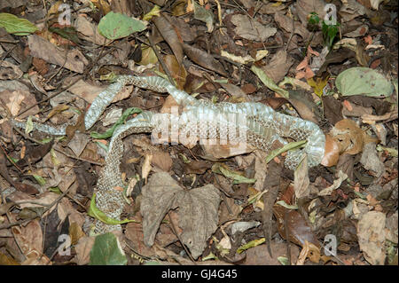 Peau de serpent sur le sol des forêts à Madagascar Banque D'Images