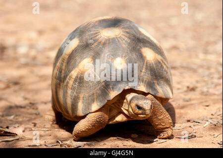 Tortue rayonnée de Madagascar Geochelone radiata Banque D'Images