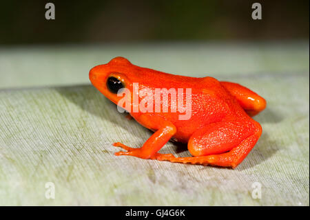 Golden Frog Mantella aurantiaca Madagascar Banque D'Images