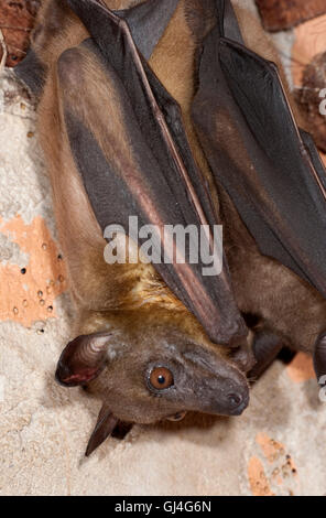 Flying Fox Pteropus rufus malgache Madagascar Banque D'Images