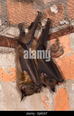 Flying Fox Pteropus rufus malgache Madagascar Banque D'Images