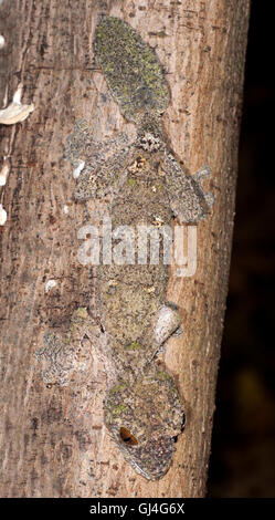 Feuilles moussus Uroplatus sikorae Madagascar gecko à queue Banque D'Images