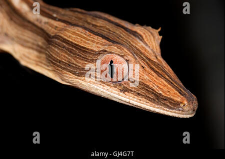 Feuilles bordées d'Uroplatus lineatus Madagascar gecko à queue Banque D'Images