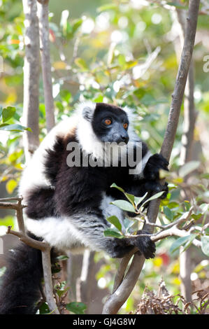 Noir et blanc La Gélinotte Lemur Le Varecia variegata Madagascar Banque D'Images