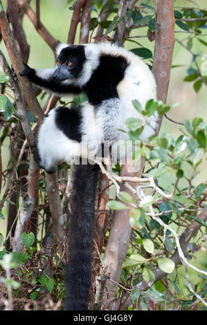 Noir et blanc La Gélinotte Lemur Le Varecia variegata Madagascar Banque D'Images