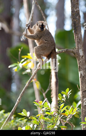 La façade de l'Eulemur rufifrons Red Lemur Madagascar Banque D'Images