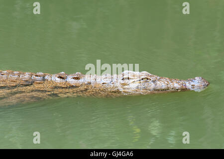 Crocodile du Nil Crocodylus niloticus Madagascar Banque D'Images