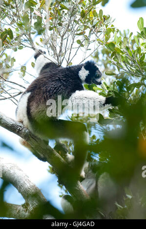 Indri Analamazaotra Réserver Madagascar Banque D'Images