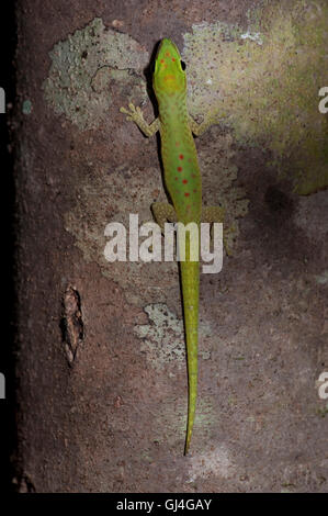 Gecko Phelsuma madagascariensis jour Madagascar Banque D'Images