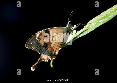 Moqueur Swallowtail Butterfly Papilio Dardanus Meriones Madagascar Banque D'Images