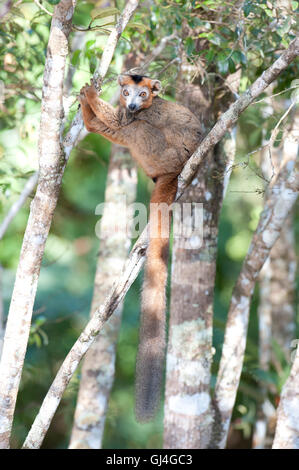 L'Eulemur coronatus Madagascar Lemur couronné Banque D'Images